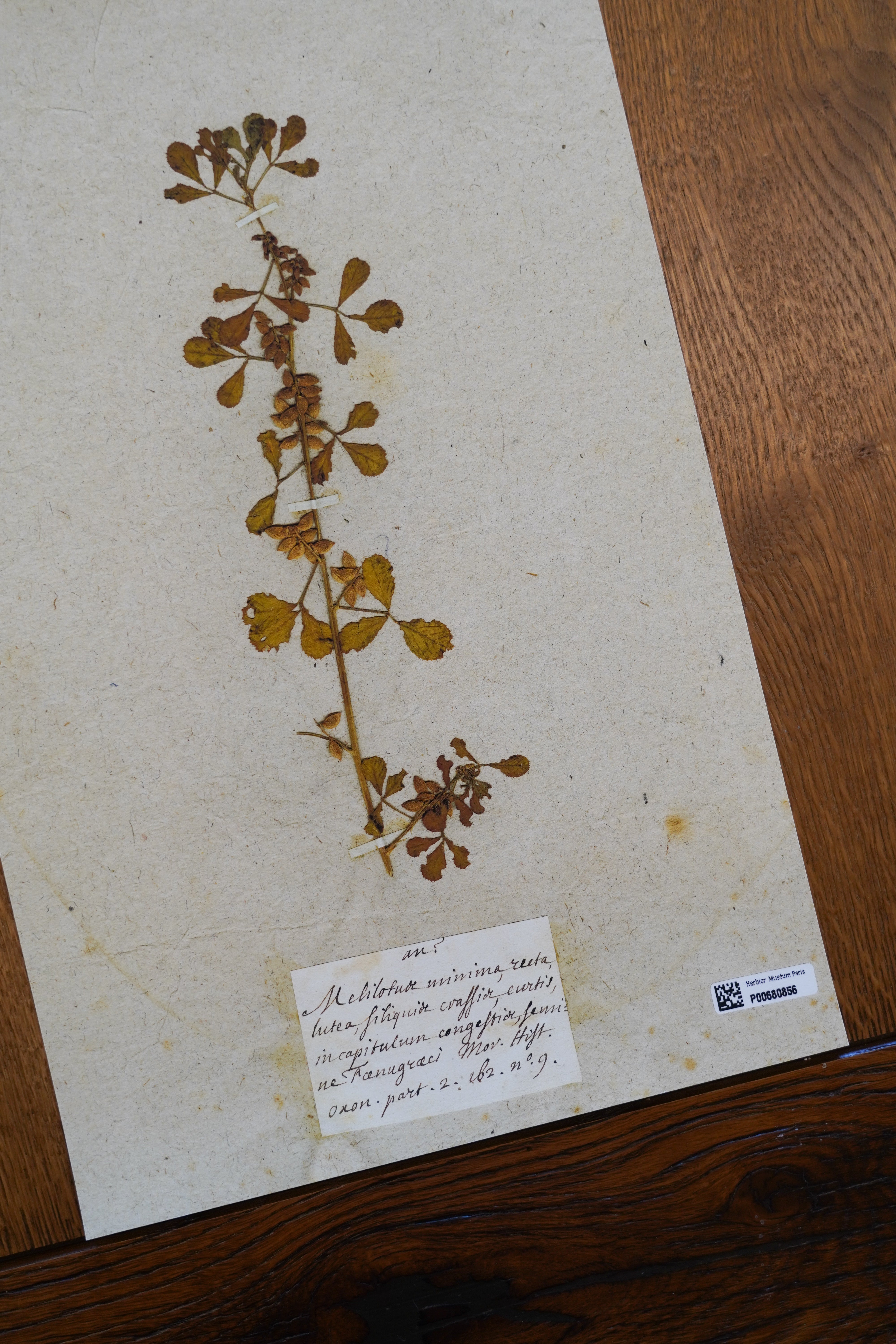 Laboratoires Botanique Avancée, mécène du Muséum national d’Histoire naturelle