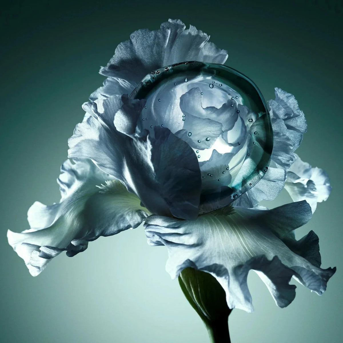 L'Iris